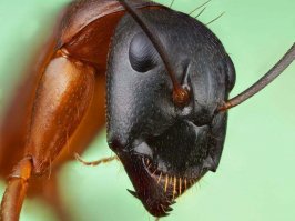 Оу, ну эти-то милахи вообще) люблю!)
Хотя и в космос ходить не надо, они рядом :) ну разве не няшки?