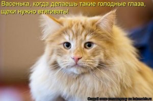 Котоматрица