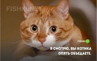 Котоматрица