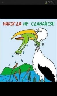 Почему не стоит смывать крыс в унитаз