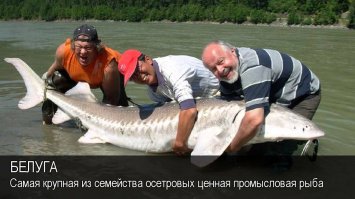 у нас называют красной рыбой ...