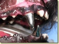 Ветеринары-айболиты сделают вот так: