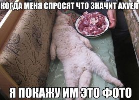 У вас кот сломался, несите нового!