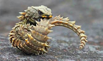 Драконы, везде драконы