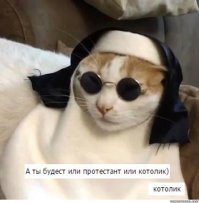 С котами надо быть начеку