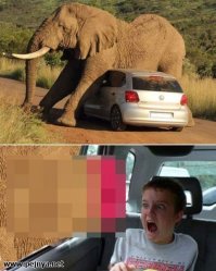 Гиппопотам атаковал автомобиль в африканском заповеднике