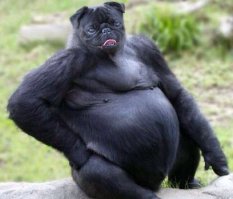 Самые необычные животные на планете Земля (пост №1)