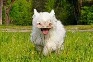 Самые необычные животные на планете Земля (пост №1)