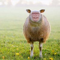 Самые необычные животные на планете Земля (пост №1)