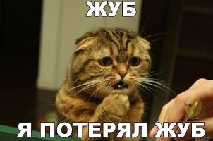 Царь зверей потерял зуб после схватки с львицей