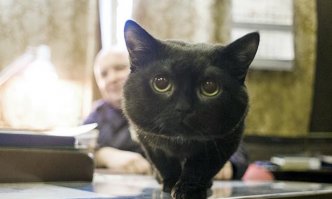 Кот по имени Боцман как-бы говорит: А ну-ка налево-кругом, шагом марш гальюн драить!