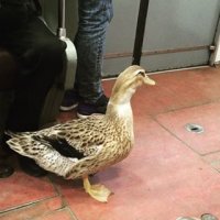 В Питере даже утка работает попрошайкой в метро)) Тетка таскает за собой бедную птицу и клянчит денег на лечение лапки, мол убить/усыпить не может ибо это член семьи