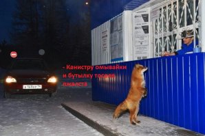 Фотоподборка за 29.11.2016