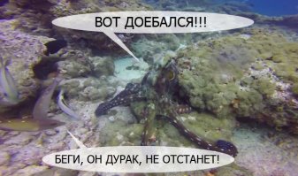 Настоящий мастер камуфляжа!