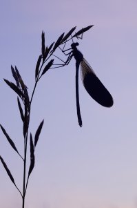 Спасибо за интересный и познавательный пост! Соглашусь с уже высказавшимися - побольше бы таких постов, побольше!!! Сама к стрекозам отношусь с насторожностью - боюсь "цапнут", но ведь красивые ж заразы 
ПыСы - остается только фотографировать))