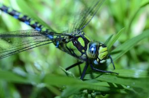 Спасибо за интересный и познавательный пост! Соглашусь с уже высказавшимися - побольше бы таких постов, побольше!!! Сама к стрекозам отношусь с насторожностью - боюсь "цапнут", но ведь красивые ж заразы 
ПыСы - остается только фотографировать))