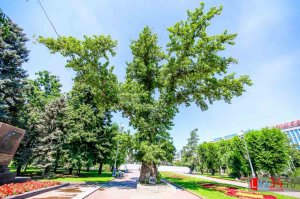 Исторический и природный памятник «Сталинградский тополь»