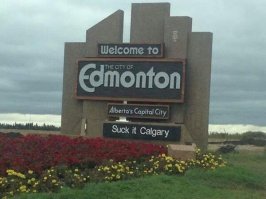 В Канаде мошенники бреют котят и продают их как породистых сфинксов