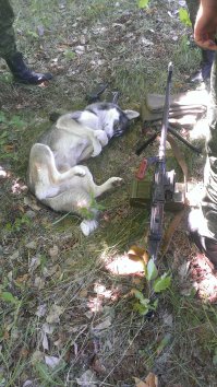 Братья меньшие по оружию