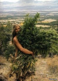 Самые известные в мире деревья, прославившиеся в кино, музыке и живописи