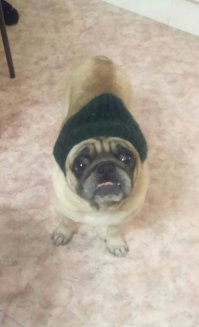 Мопсы слегка похрапывают?! Эта кубышка  храпит, как здоровенный  пьяный мужик