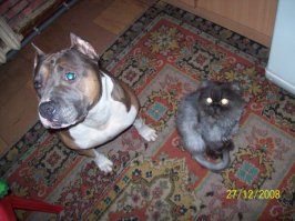 10 самых дружелюбных пород собак