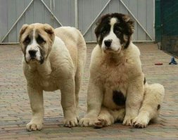 10 самых дружелюбных пород собак