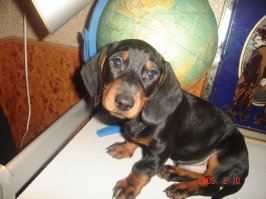 10 самых дружелюбных пород собак