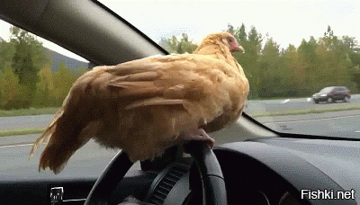 Есть такое выражение: Курица за рулём.
Вот она какая.