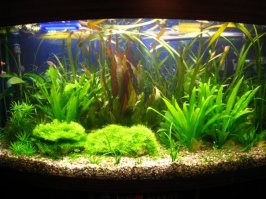 Статейка отстой. Компрессор по любому нужен аквариумисту.