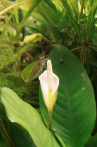 Статейка отстой. Компрессор по любому нужен аквариумисту.