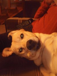 Лабрики, даа)))