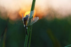 Немного своих стрекоз в ленту :)