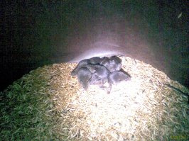 Барсик, брошенный в бочку с зерном и мышатами, пулей вылетел из оной под потолок амбара... на второй заход аккуратно показал ему из-за кромки бочки мышек - всех передавил)