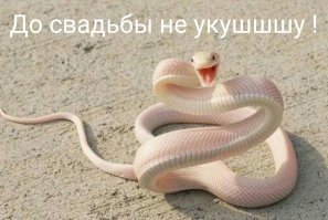 Остерегаюсь змей. А эта зацепила - красавица ! Но сразу подумалось - опасна? 
И тут же возникла ассоциация.