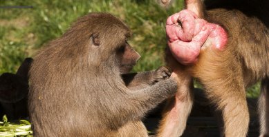 Побрил, так пойдет?