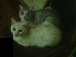 Не, эта способность зависит совсем не от обучения. Например у супруги кошка была Беладонна, маленькая, гордая и с манерами герцогини. Взяли её в возрасте 2 недель, только глазки открылись, кормили из соски молоком и детскими смесями - мамку свою она  даже не видела толком, о каком обучении речь? Так она, когда жила летом на даче, таскала мышей, крыс, птичек. А вот дети её никого не ловили. Хотя например её же дочка, Симка, жила с нами, играли, жили, спали они с мамкой вместе, но дочь не охотилась. Кстати мамка так и умерла - съела отравленную мышь. 
На фото Бэлла и Симка.