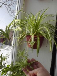 Подсказал кошатник и цветовод со стажем:
Если кошак жрёт домашние цветы и игнорит пророщенный для него овёс, заведите самый обычный хлорофитум. Поставьте в доступном для кошака месте - пусть его и жрёт. Другие цветы будут игнорироваться, кошак "влюбится" в хлорофитум и будет жрать только его.
Пы.Сы: Хлорофитум быстро растёт, лучше иметь 2 горшка с этим цветком. Один для разводки и подсадки "деток" в кошачий " цветочный горшок с едой".