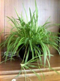 Подсказал кошатник и цветовод со стажем:
Если кошак жрёт домашние цветы и игнорит пророщенный для него овёс, заведите самый обычный хлорофитум. Поставьте в доступном для кошака месте - пусть его и жрёт. Другие цветы будут игнорироваться, кошак "влюбится" в хлорофитум и будет жрать только его.
Пы.Сы: Хлорофитум быстро растёт, лучше иметь 2 горшка с этим цветком. Один для разводки и подсадки "деток" в кошачий " цветочный горшок с едой".