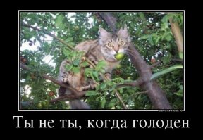 Вы очень удивитесь, когда увидите на что способен этот сообразительный какаду