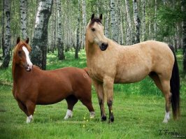 Пилить нельзя наваривать - Самые бескомпромиссные экспонаты SEMA последних лет