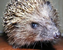 Знаете ли Вы (как бы спрашивает ёж с картинки)?

Что, особая единица учета, называемая «еже-час», служит для измерения количества клещей, собранных ежом на себе за один час пробега по очаговому участку.