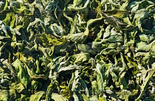 «Диковинный сушеный лист» - фон из высушенных листьев дикой мяты.