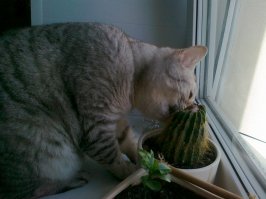 Сколько кота не корми