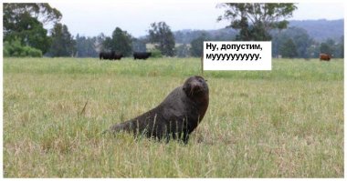 В Австралии спасли забравшегося в загон к коровам голодного морского котика