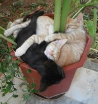 Сколько кота не корми