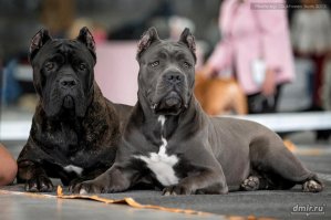 Почеми Кане Корсо забыли?