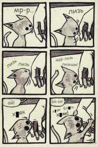 Все кошачьи любят ласку! Как мурлычет канадская рысь