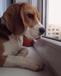 А это мой Бигль! Умничка моя!