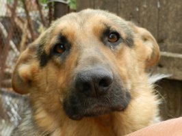 Фото обиженной собаки вызвало бурю сочувствия и негодования